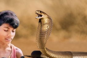 hindistan’da-8-yasindaki-cocugun-isirdigi-kobra-oldu
